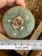 Lophophora fricii super white size 4.5-5.5 cm JAPAN import 11 years old - can give flower and seed including PHYTOSANITARY CERTIFICATES AND CITES DOCUMENT