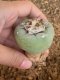 Lophophora fricii super white size 4.5-5.5 cm JAPAN import 11 years old - can give flower and seed including PHYTOSANITARY CERTIFICATES AND CITES DOCUMENT