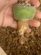 Lophophora fricii super white size 4.5-5.5 cm JAPAN import 11 years old - can give flower and seed including PHYTOSANITARY CERTIFICATES AND CITES DOCUMENT