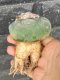 Lophophora fricii super white size 4-5 cm JAPAN import 10 years old - can give flower and seed including PHYTOSANITARY CERTIFICATES AND CITES DOCUMENT