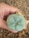 Lophophora fricii super white size 4.5-5.5 cm JAPAN import 11 years old - can give flower and seed including PHYTOSANITARY CERTIFICATES AND CITES DOCUMENT