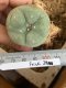 Lophophora fricii super white size 4.5-5.5 cm JAPAN import 11 years old - can give flower and seed including PHYTOSANITARY CERTIFICATES AND CITES DOCUMENT