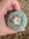 Lophophora fricii super white size 4.5-5.5 cm JAPAN import 11 years old - can give flower and seed including PHYTOSANITARY CERTIFICATES AND CITES DOCUMENT