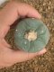 Lophophora fricii super white size 4.5-5.5 cm JAPAN import 11 years old - can give flower and seed including PHYTOSANITARY CERTIFICATES AND CITES DOCUMENT