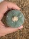 Lophophora fricii super white size 4.5-5.5 cm JAPAN import 11 years old - can give flower and seed including PHYTOSANITARY CERTIFICATES AND CITES DOCUMENT