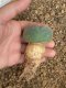 Lophophora fricii super white size 4.5-5.5 cm JAPAN import 11 years old - can give flower and seed including PHYTOSANITARY CERTIFICATES AND CITES DOCUMENT