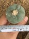 Lophophora fricii super white size 4.5-5.5 cm JAPAN import 11 years old - can give flower and seed including PHYTOSANITARY CERTIFICATES AND CITES DOCUMENT