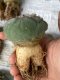 Lophophora fricii super white size 4-5 cm JAPAN import 10 years old - can give flower and seed including PHYTOSANITARY CERTIFICATES AND CITES DOCUMENT