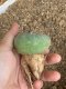 Lophophora fricii super white size 4.5-5.5 cm JAPAN import 11 years old - can give flower and seed including PHYTOSANITARY CERTIFICATES AND CITES DOCUMENT