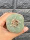 Lophophora fricii super white size 4.5-5.5 cm JAPAN import 11 years old - can give flower and seed including PHYTOSANITARY CERTIFICATES AND CITES DOCUMENT