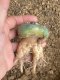 Lophophora fricii super white size 4.5-5.5 cm JAPAN import 11 years old - can give flower and seed including PHYTOSANITARY CERTIFICATES AND CITES DOCUMENT