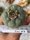 Lophophora fricii super white size 4.5-5.5 cm JAPAN import 11 years old - can give flower and seed including PHYTOSANITARY CERTIFICATES AND CITES DOCUMENT