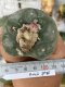 Lophophora fricii super white size 4-5 cm JAPAN import 10 years old - can give flower and seed including PHYTOSANITARY CERTIFICATES AND CITES DOCUMENT