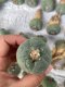 Lophophora fricii super white size 4.5-5.5 cm JAPAN import 11 years old - can give flower and seed including PHYTOSANITARY CERTIFICATES AND CITES DOCUMENT