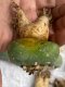 Lophophora fricii super white size 4-5 cm JAPAN import 10 years old - can give flower and seed including PHYTOSANITARY CERTIFICATES AND CITES DOCUMENT