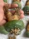 Lophophora fricii super white size 4-5 cm JAPAN import 10 years old - can give flower and seed including PHYTOSANITARY CERTIFICATES AND CITES DOCUMENT