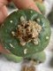 Lophophora fricii super white size 4-5 cm JAPAN import 10 years old - can give flower and seed including PHYTOSANITARY CERTIFICATES AND CITES DOCUMENT