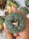 Lophophora fricii super white size 4-5 cm JAPAN import 10 years old - can give flower and seed including PHYTOSANITARY CERTIFICATES AND CITES DOCUMENT