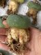 Lophophora fricii super white size 4-5 cm JAPAN import 10 years old - can give flower and seed including PHYTOSANITARY CERTIFICATES AND CITES DOCUMENT