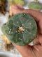 Lophophora fricii super white size 4-5 cm JAPAN import 10 years old - can give flower and seed including PHYTOSANITARY CERTIFICATES AND CITES DOCUMENT