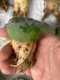 Lophophora fricii super white size 4-5 cm JAPAN import 10 years old - can give flower and seed including PHYTOSANITARY CERTIFICATES AND CITES DOCUMENT