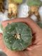 Lophophora fricii super white size 4-5 cm JAPAN import 10 years old - can give flower and seed including PHYTOSANITARY CERTIFICATES AND CITES DOCUMENT