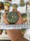 Lophophora fricii super white size 4-5 cm JAPAN import 10 years old - can give flower and seed including PHYTOSANITARY CERTIFICATES AND CITES DOCUMENT