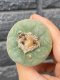 Lophophora fricii super white size 4-5 cm JAPAN import 10 years old - can give flower and seed including PHYTOSANITARY CERTIFICATES AND CITES DOCUMENT