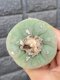 Lophophora fricii super white size 4-5 cm JAPAN import 10 years old - can give flower and seed including PHYTOSANITARY CERTIFICATES AND CITES DOCUMENT