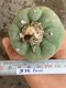 Lophophora fricii super white size 4-5 cm JAPAN import 10 years old - can give flower and seed including PHYTOSANITARY CERTIFICATES AND CITES DOCUMENT