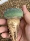 Lophophora fricii super white size 4-5 cm JAPAN import 10 years old - can give flower and seed including PHYTOSANITARY CERTIFICATES AND CITES DOCUMENT