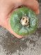 Lophophora fricii super white size 4-5 cm JAPAN import 10 years old - can give flower and seed including PHYTOSANITARY CERTIFICATES AND CITES DOCUMENT