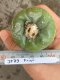 Lophophora fricii super white size 4-5 cm JAPAN import 10 years old - can give flower and seed including PHYTOSANITARY CERTIFICATES AND CITES DOCUMENT