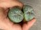 Lophophora fricii super white size 3.5-4.5 cm JAPAN import 7 years old - can give flower and seed including PHYTOSANITARY CERTIFICATES AND CITES DOCUMENT