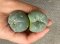 Lophophora fricii super white size 3.5-4.5 cm JAPAN import 7 years old - can give flower and seed including PHYTOSANITARY CERTIFICATES AND CITES DOCUMENT