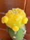 Lophophora fricii variegata 4-5 cm 13 years old from japan