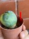 Lophophora fricii variegata 4-5 cm 13 years old from japan