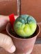 Lophophora fricii variegata 4-5 cm 13 years old from japan