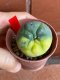 Lophophora fricii variegata 4-5 cm 13 years old from japan