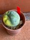 Lophophora fricii variegata 4-5 cm 13 years old from japan