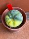 Lophophora fricii variegata 4-5 cm 13 years old from japan