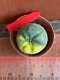 Lophophora fricii variegata 4-5 cm 13 years old from japan