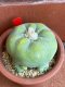 Lophophora diffusa variegata 6-8 cm 13 years old from japan