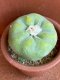 Lophophora diffusa variegata 6-8 cm 13 years old from japan
