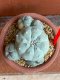 Lophophora williamsii variegata 6-8 cm 13 years old from japan