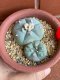 Lophophora williamsii variegata 6-8 cm 13 years old from japan