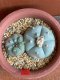 Lophophora williamsii variegata 6-8 cm 13 years old from japan