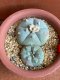 Lophophora williamsii variegata 6-8 cm 13 years old from japan