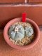 Lophophora williamsii variegata 6-8 cm 13 years old from japan