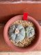 Lophophora williamsii variegata 6-8 cm 13 years old from japan